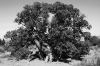 Giving Tree