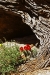 cactusrose2_blog.jpg