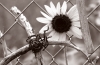 Crosses & Flower