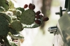 Cactus & a Ford