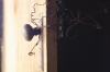 Doorknob