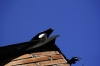 magpie