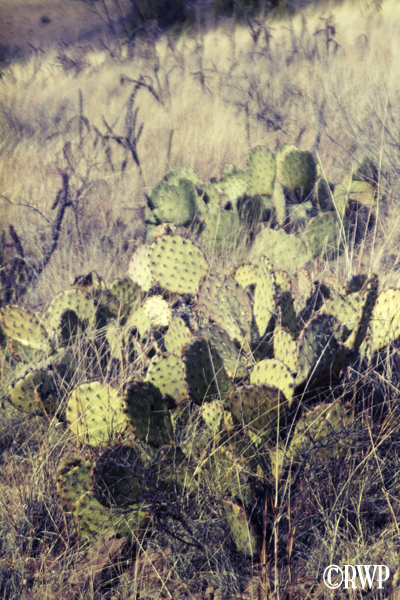 Blog on Prickleys Blog
