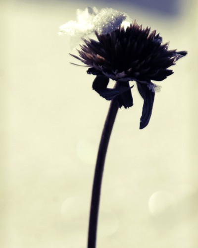 Winter Thistle
