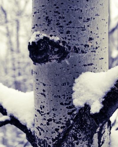 Eye on Aspen