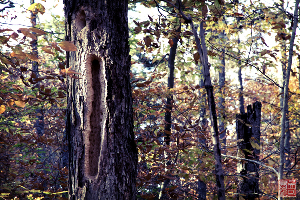 PeavineWoodpeckers_bl